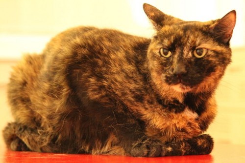 Lake-Havasu-tortoiseshell-cat