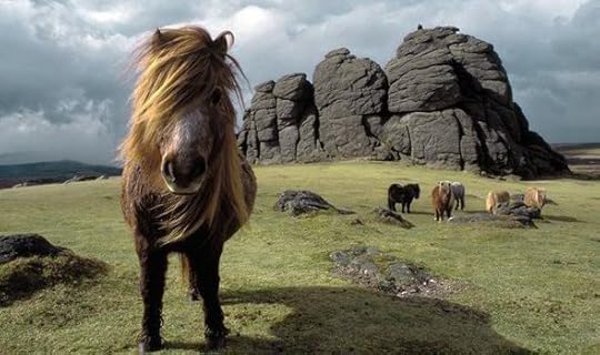 Dartmoor ponies, photograph by Tom Morgan