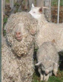 Happy mohair goats