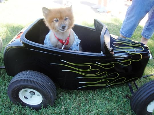 dog in car