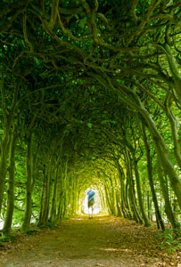 Trees