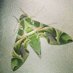 1922241_772176909478081_1842259530_n