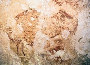 rock pig deer Indonesia