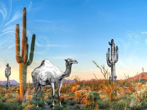 camel-collage.jpg__800x600_q85_crop