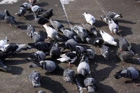 pigeons street