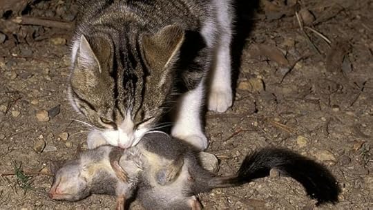 One of Australia's 15 million feral cats at work on a native marsupial, the phascogale