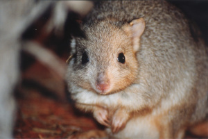 A bettong