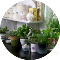 Kitchen Shelf Herb Garden