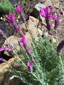 11222579_502840796546252_3674375432553691215_n