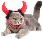 devil cat