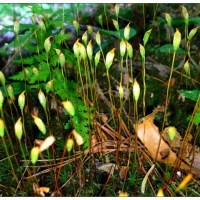 sporophytes