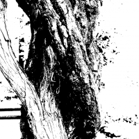 vine