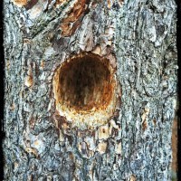 woodpecker hole