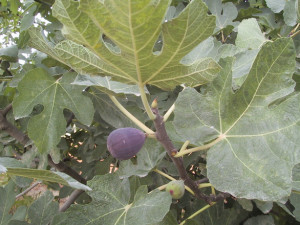 figs-1253693