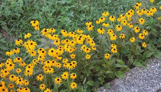 Black-eyed Susan