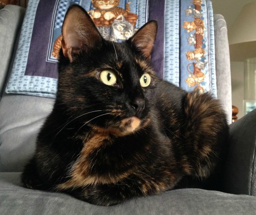 tortoiseshell-cat