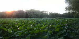 Free Things to do in Shenyang - Bei Ling Yuan and Qing Zhao Tomb - Survive Travel (2)