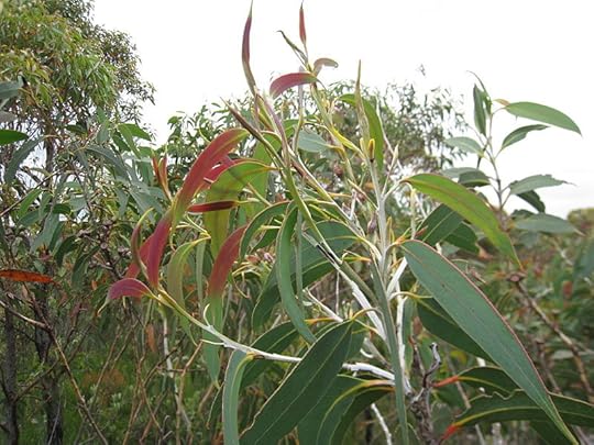 File:Eucalyptus luehmanniana 1.jpg