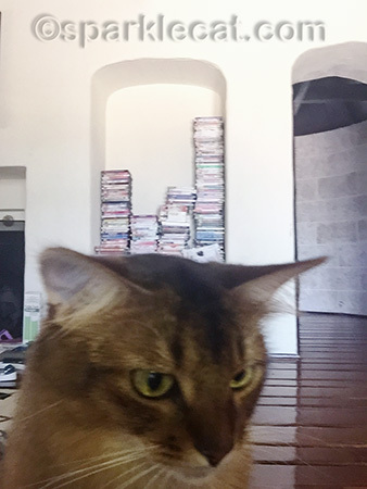 Honestly, I'm not much of a techie kitty