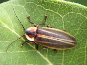 Firefly beetle looks unimpressive in daylight