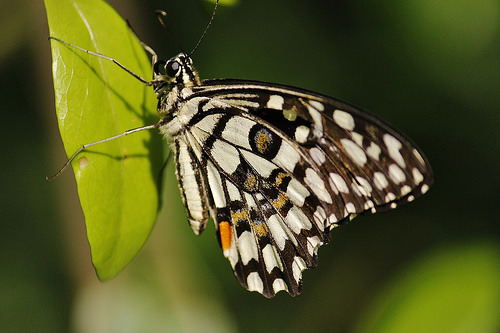 Butterfly-Adyar-Poonga-6