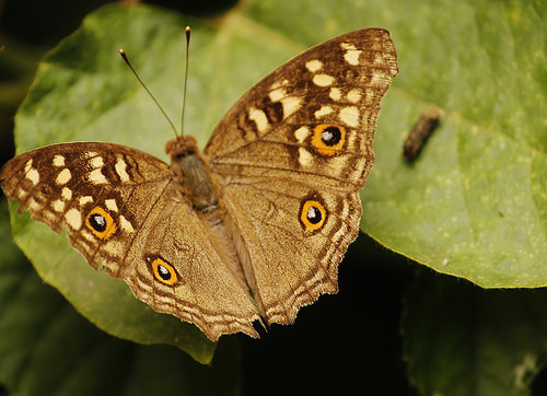 Butterfly-Adyar-Poonga-4