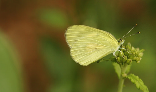 Butterfly-Adyar-Poonga-8