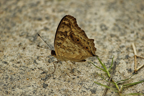 Butterfly-Adyar-Poonga-2