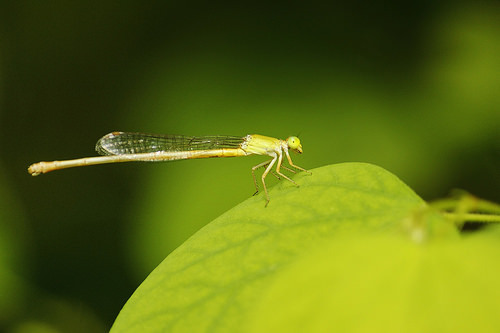 Butterfly-Adyar-Poonga-3