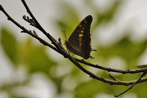 Butterfly-Adyar-Poonga-5