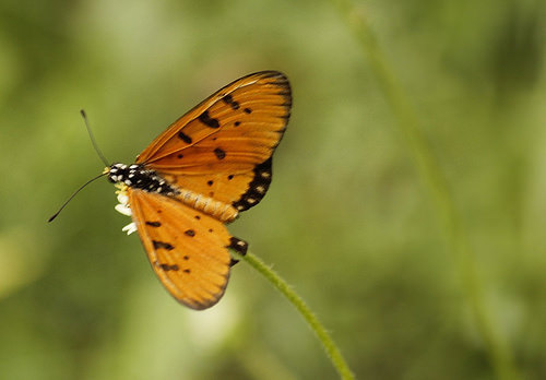 Butterfly-Adyar-Poonga-7