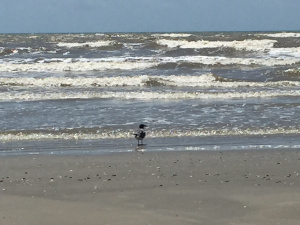 bird on the beach