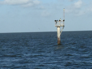 birds on the thingy