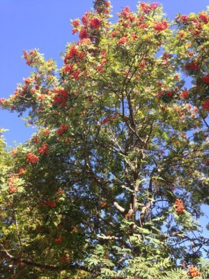 ... promenerat i solen.