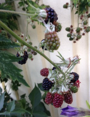 Björnbär - så söta och goda, helt galet.