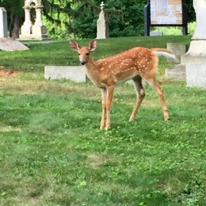 deer