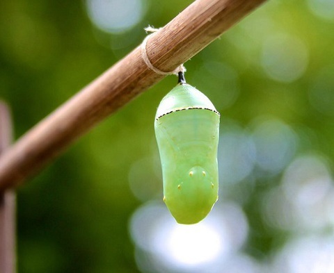 Photo: Why be a Queen of Green Coach