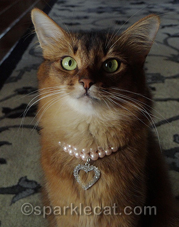 I am actually looking at a faraway cat treat.