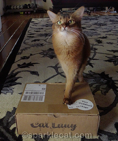 Where did you put those treats, by the way?