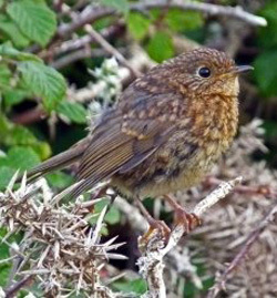 Robin, photographed by Derek Stackey for Devon Birds