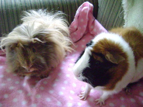Danger Crumples has never found any other guinea pig that looks like him so now guinea pigs will be impersonating him in a ski suit. Horace, on the other hand, is like opposite Mortemer. 