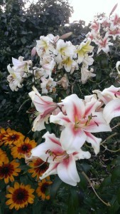 augustflowers