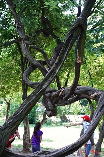 strange tree