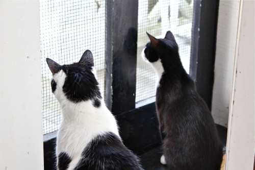 Where are they? Do you hear a car?
