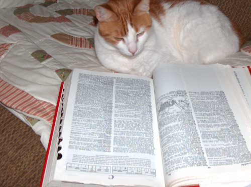 sandman reading dictionary HPIM8627