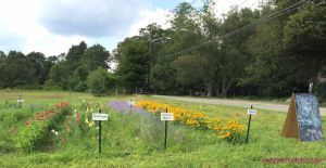 Flowers on farm