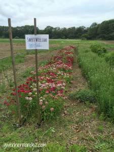 Sweet William flowers