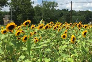 Sunflowers