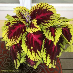 coleus plant