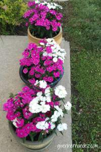 dianthus flowers